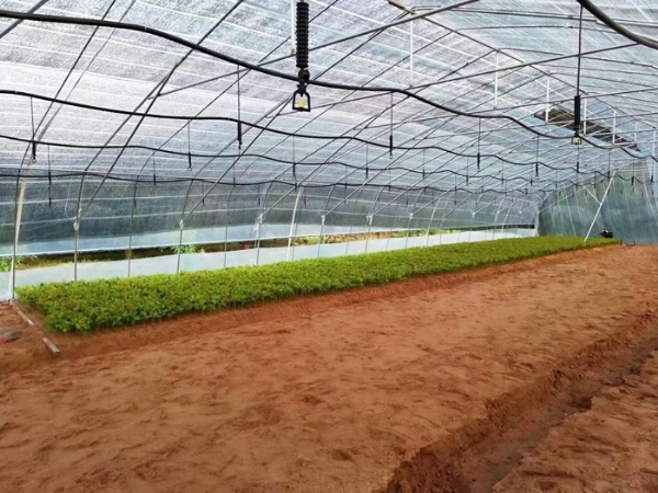 大（dà）棚吊掛微噴